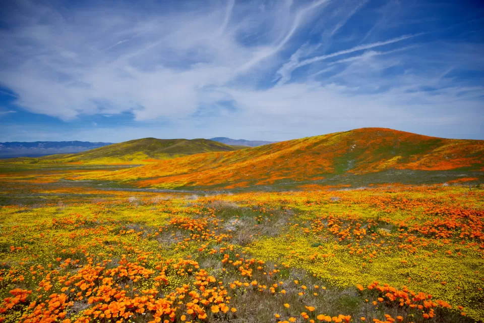 Orange California poppies in bloom over gently rolling hills in Southern California's Antelope Valley Poppy Reserve.